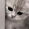🥺