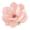 🌸