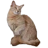 🐱