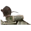 🐀
