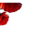 🌺