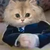 🐱