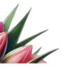 🌷