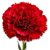 🌷