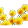 🌼
