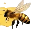 🐝