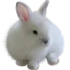 🐇