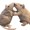 🐀