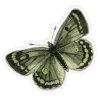 🦋