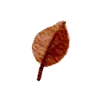 🍂