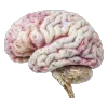 🧠