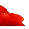🌺