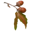 🌰