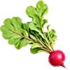 🥕