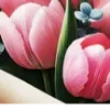 🌷