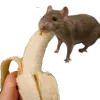 🐀