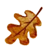 🍂