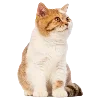 🐱