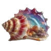 🐚