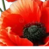 🌺