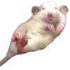 🐀