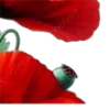 🌺