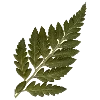 🌿