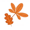 🍂