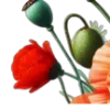 🌺