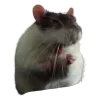 🐀