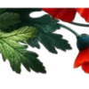 🌺