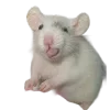 🐀
