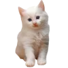 🐈