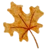 🍁