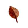 🍂