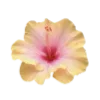 🌺