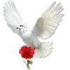 🕊