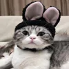 🐰