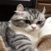 😡