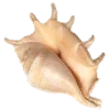 🐚