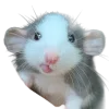 🐀