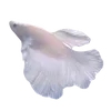 🐟