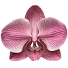 🌺