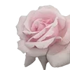 🌹