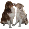 👩‍❤️‍💋‍👨