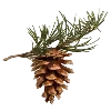 🌲