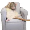 🐀