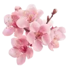 🌸