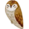 🦉