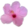 🌸